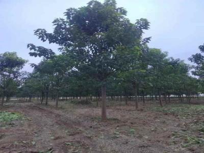 楸樹季節性養護要點_苗木價格行情免費報價