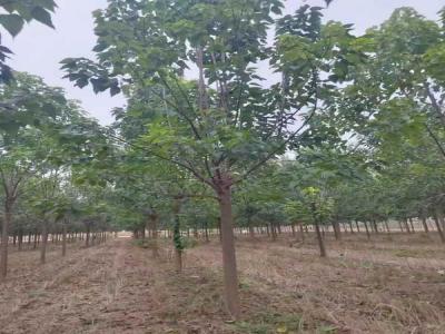 楸樹抗逆境養護策略_苗木價格行情免費報價