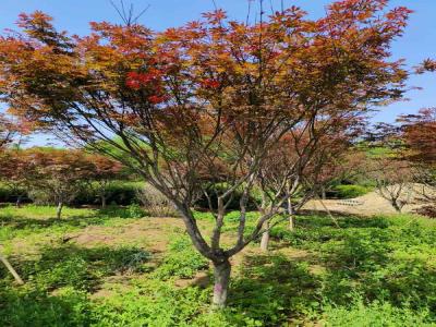 日本紅楓：種植與欣賞的藝術_提供苗木報價