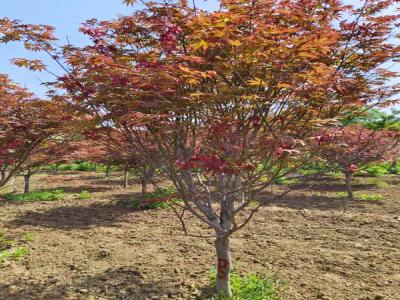 日本紅楓：從種植到觀賞的完整指南_提供苗木報價
