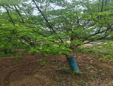 普及12公分垂柳種植需要注意點什么呢！