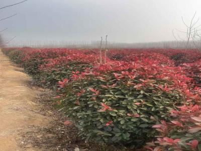 假植紅葉石楠球